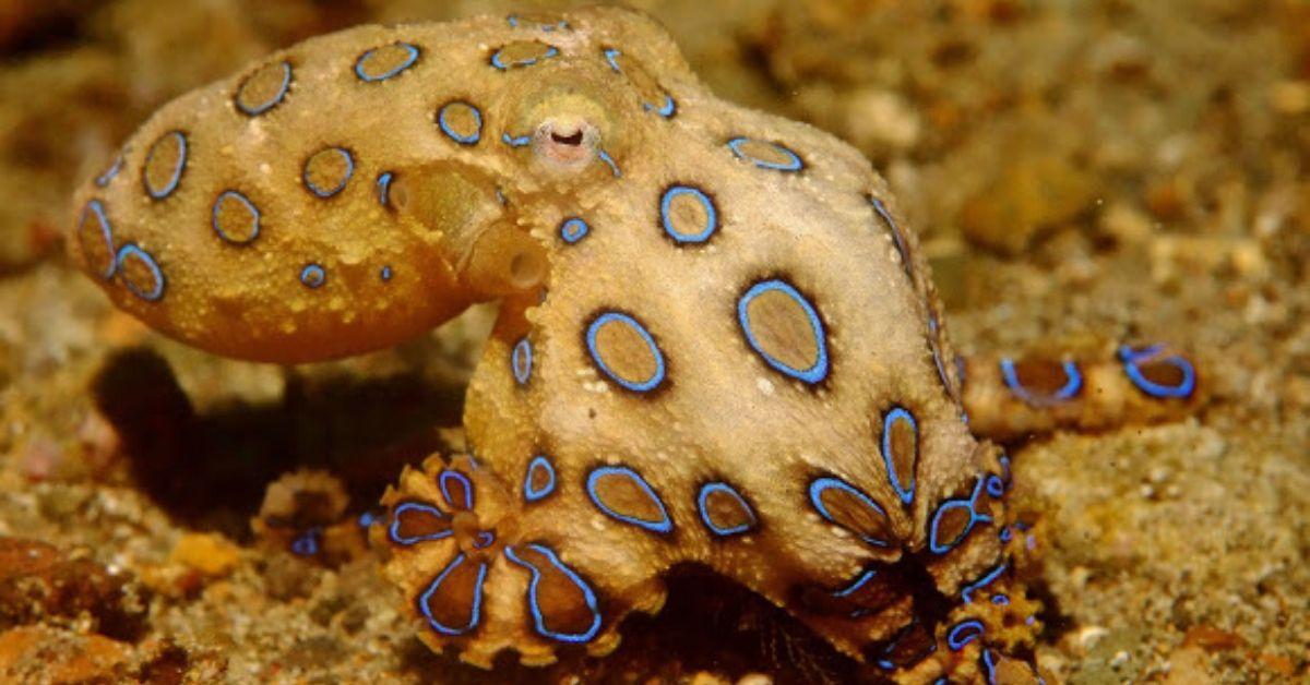 Greater Blue Ringed Octopus (Hapalochlae... | Stock Video | Pond5