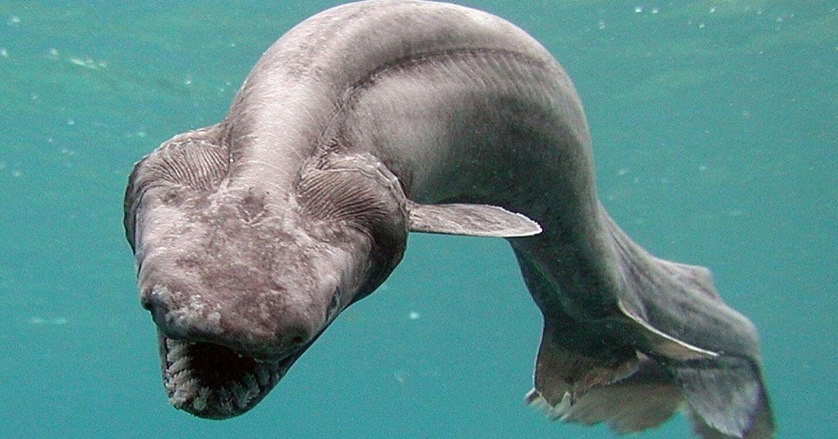This ‘living fossil’ shark may hold nature’s longest pregnancy record
