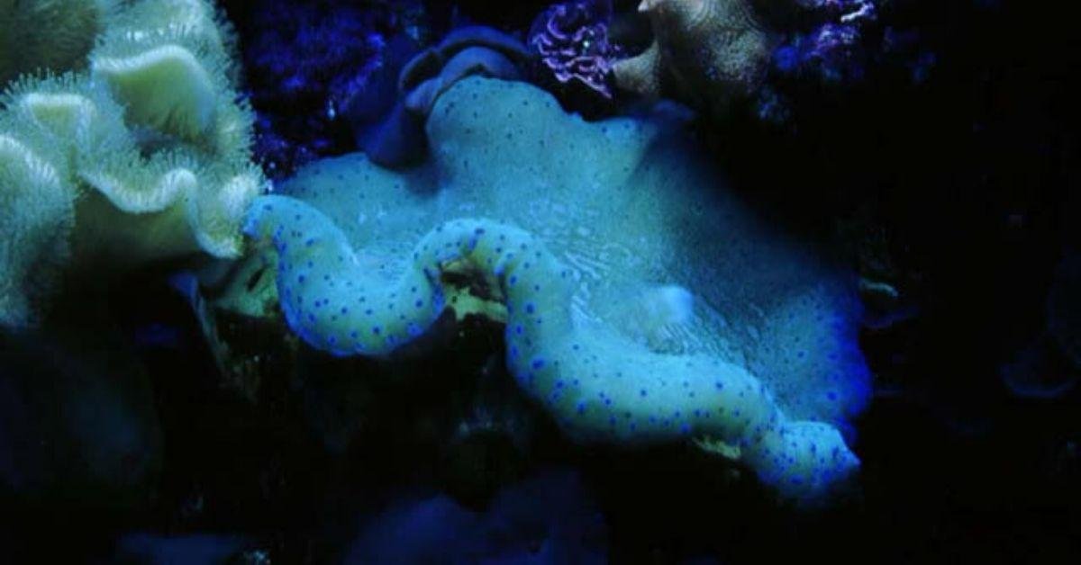 FlipFact (May 11, 2020): 𝘛𝘳𝘪𝘥𝘢𝘤𝘯𝘢 𝘨𝘪𝘨𝘢𝘴, a giant among giant clams