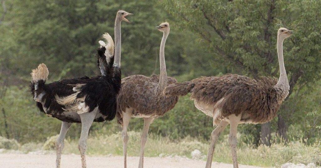 Why you should never carelessly approach an ostrich - FlipScience - Top