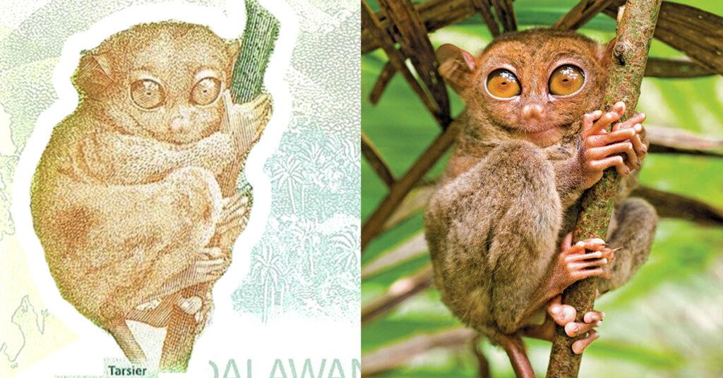 philippines, peso, bills, banknotes, currency, tarsier