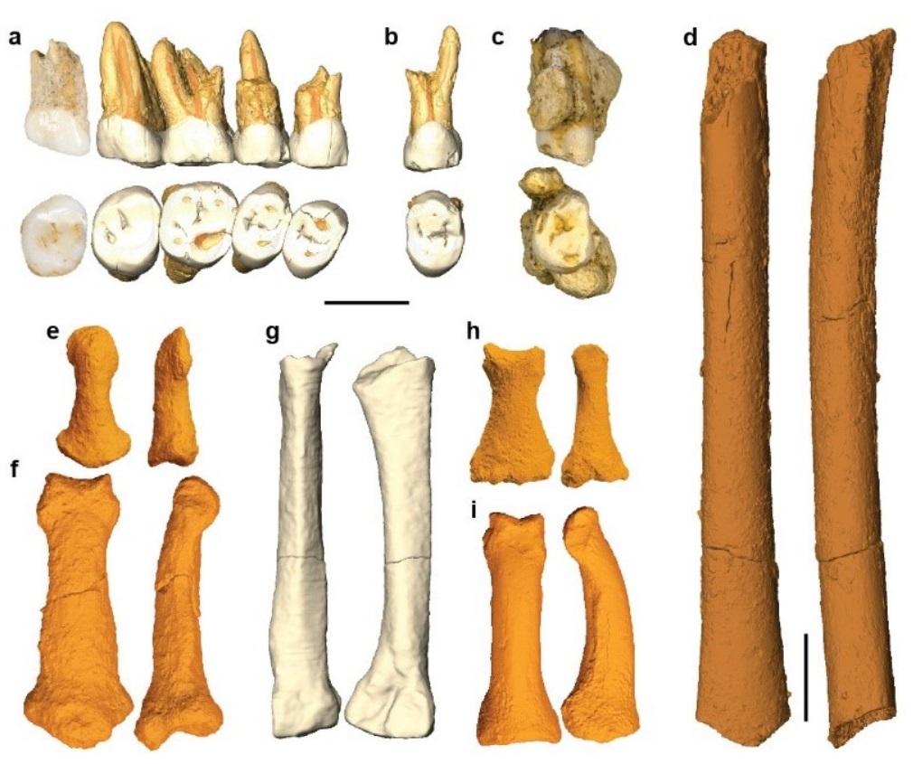 homo luzonensis, luzonensis, h. luzonensis, fossil, fossils, callao