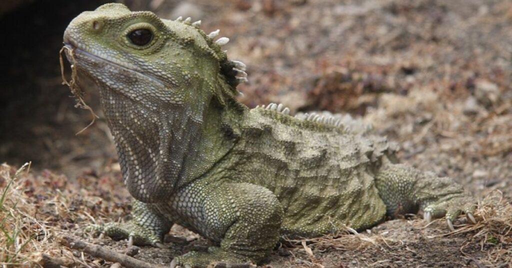 flipfact, flipfacts, flipscience, tuatara