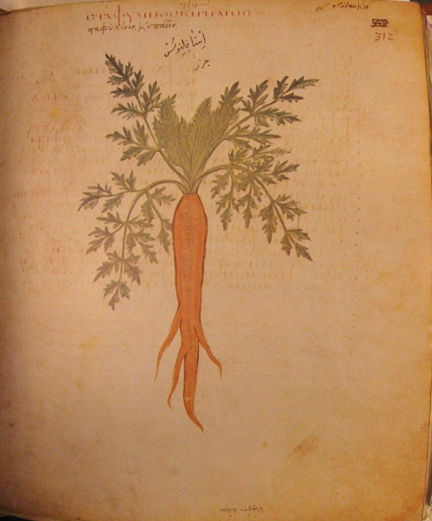 flipfact, flipfacts, flipscience, carrot, carrots