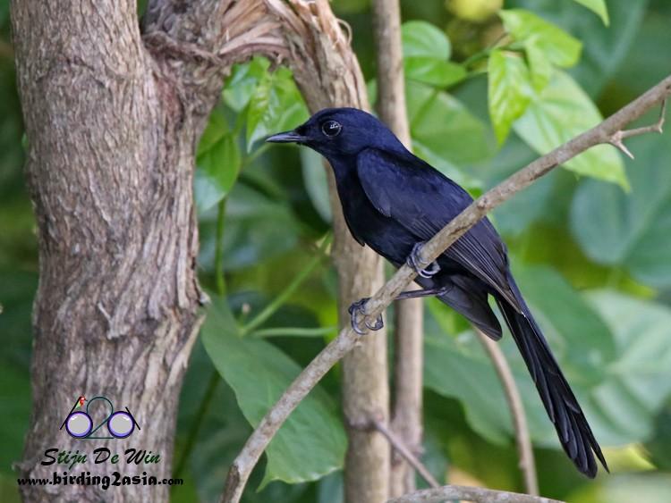 black shama