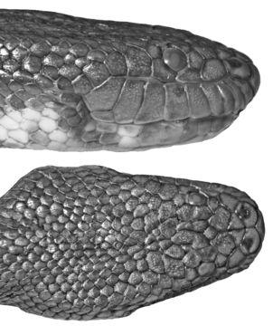 Lake Buhi water snake