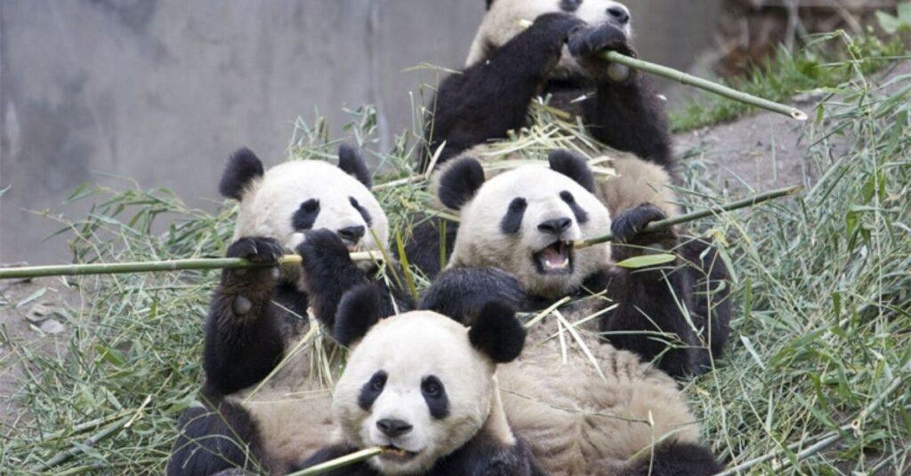flipfact, flipfacts, flipscience, giant panda, bamboo