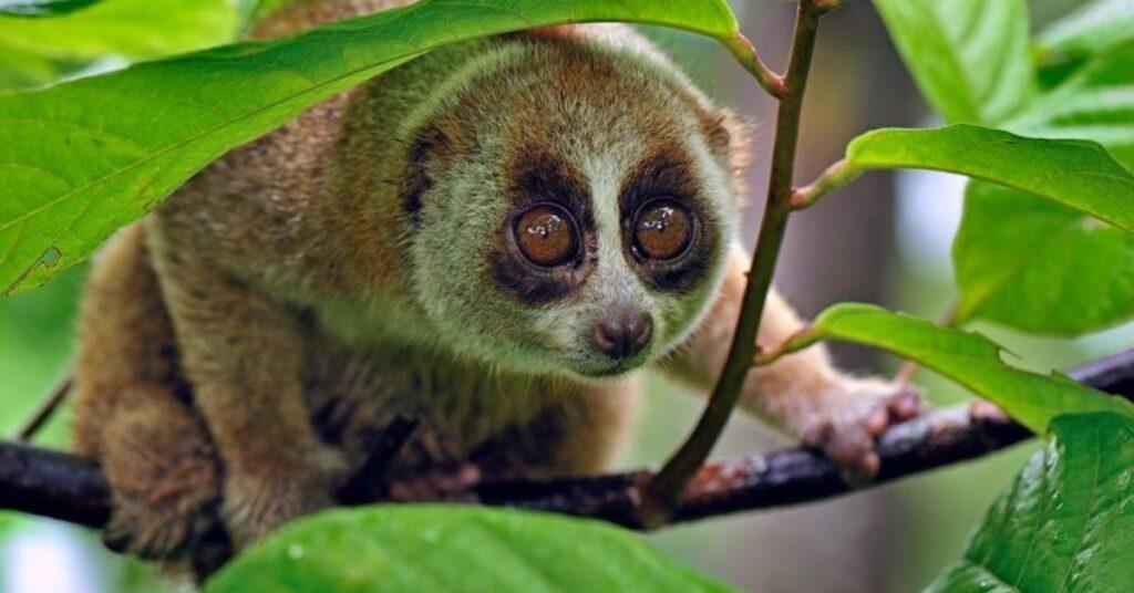 flipfact, flipfacts, flipscience, slow loris, Nycticebus, Nycticebus menagensis