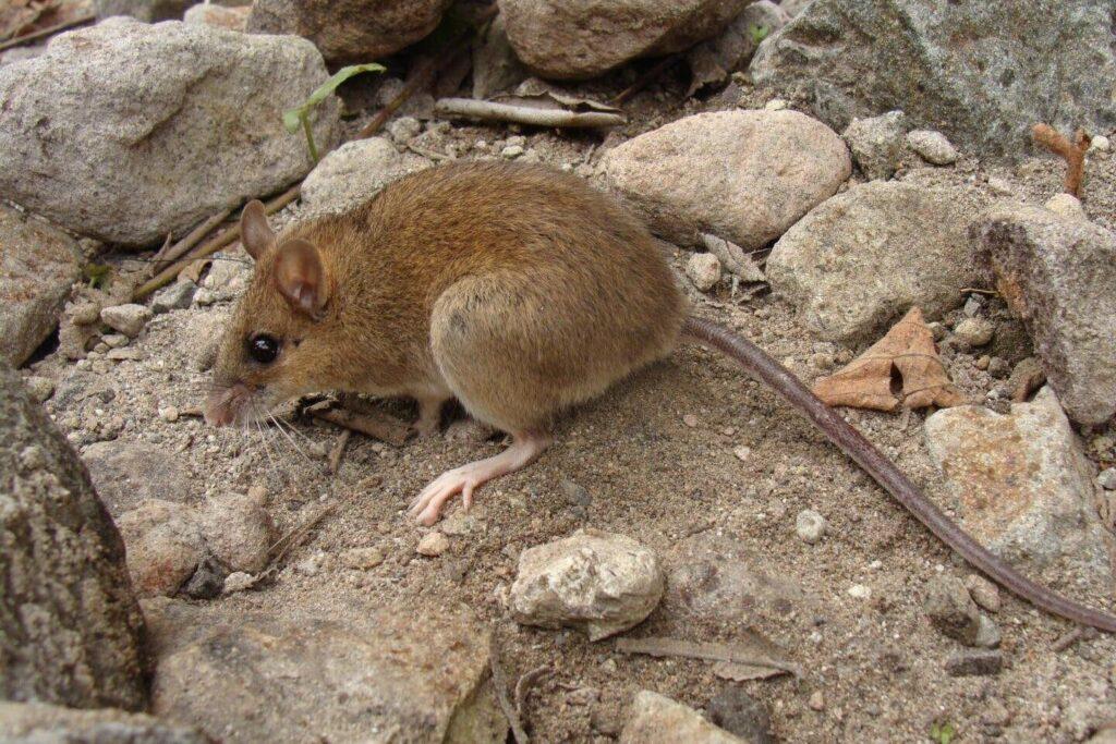 pinatubo volcano mouse, Apomys sacobianus, pinatubo, long-nosed Luzon forest mouse