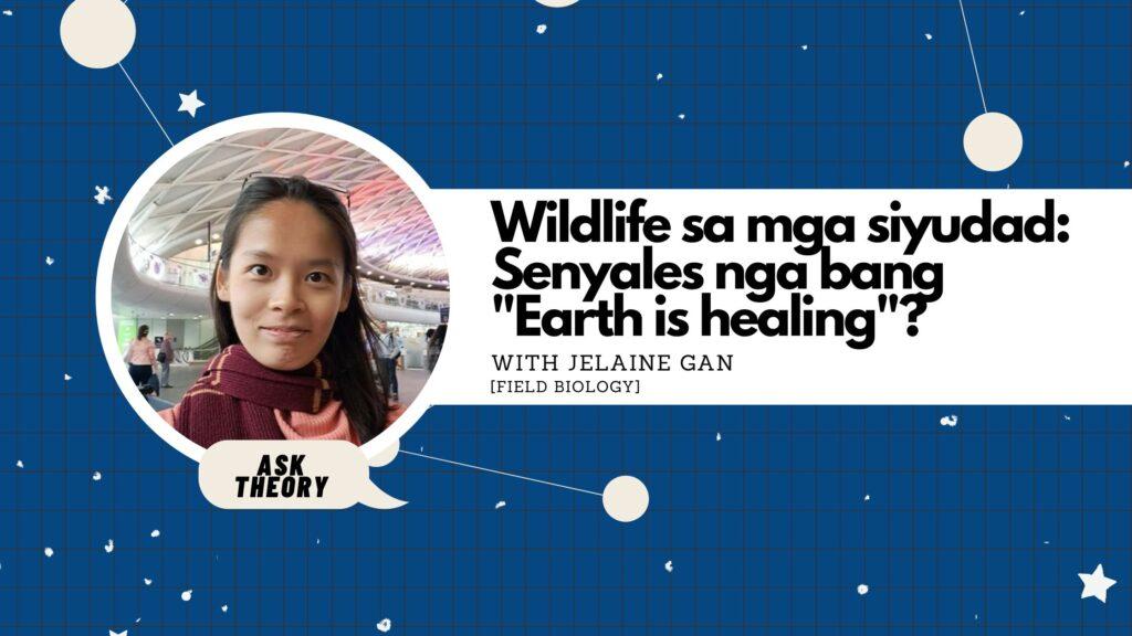 ask theory, field biology, birds of prey, jelaine gan