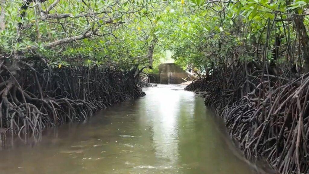 Bakawan, mangrove, mangrove conservation, Lemnuel Aragones