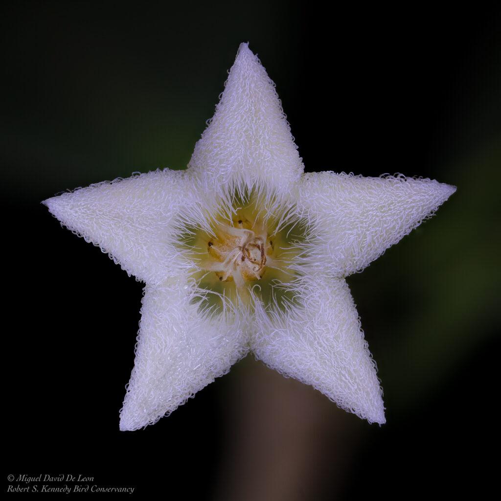 Hoya medusa whole flower front view