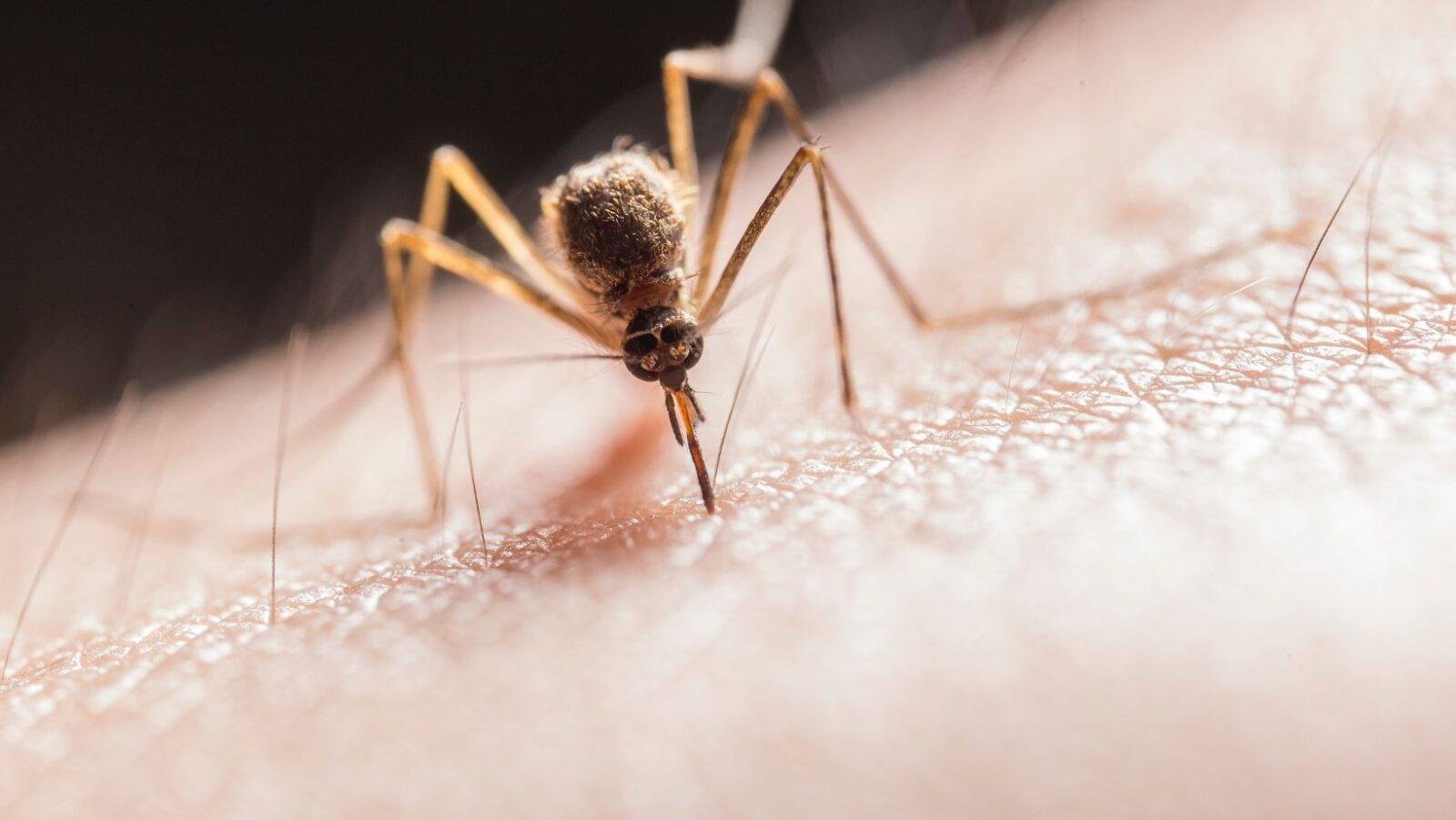 Reality bites (but male mosquitoes don’t)