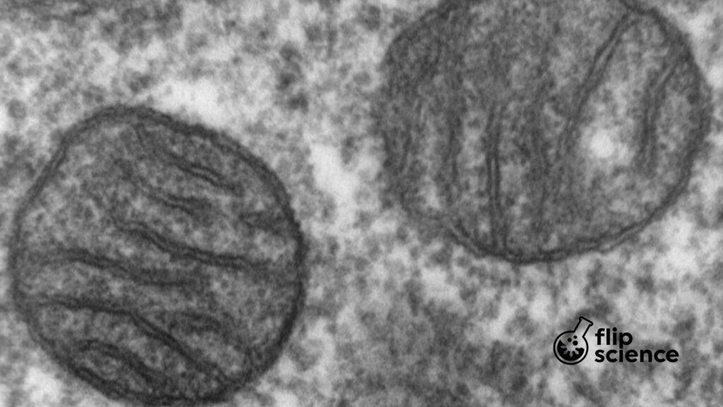 mitochondria, mitochondrial DNA, mitochondrial disease