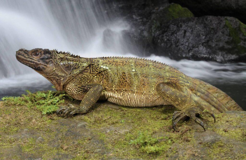 Philippine Sailfin Lizard (Hydrosaurus pustulatus)