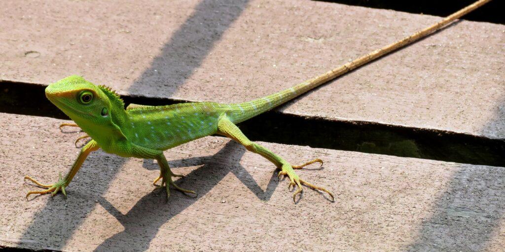 Green Crested Lizard (Bronchocela cristatella)