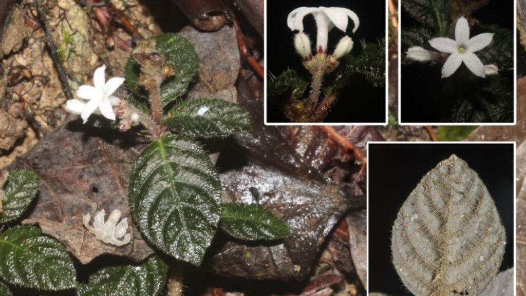 Ophiorrhiza ravifolia, Mark Arcebal K. Naive 