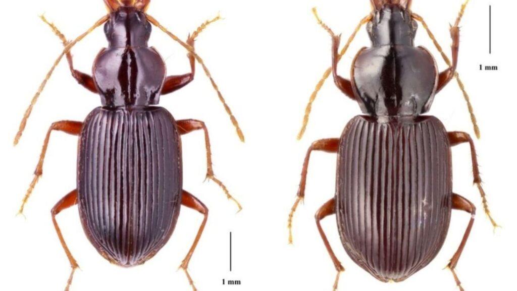 Metabacetus (Trogloabacetus) baltazarae, Metabacetus (Trogloabacetus) desideratus