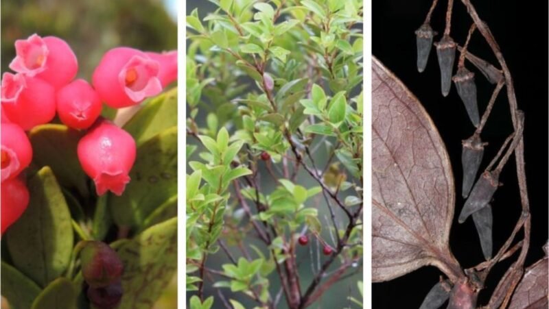 𝘝𝘢𝘤𝘤𝘪𝘯𝘪𝘶𝘮 𝘧𝘢𝘭𝘭𝘢𝘹, 𝘝. 𝘨𝘢𝘮𝘢𝘺, and 𝘝. 𝘷𝘰𝘮𝘪𝘤𝘶𝘮: 3 new blueberry species ...