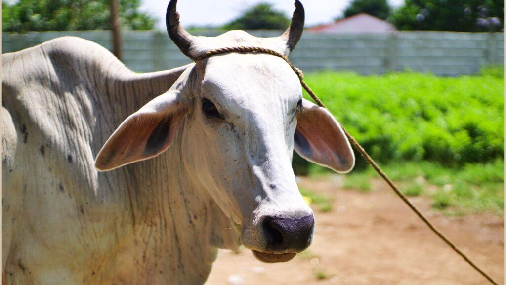 World Farmed Animal Day, Farmed animals, Animal Empathy Philippines