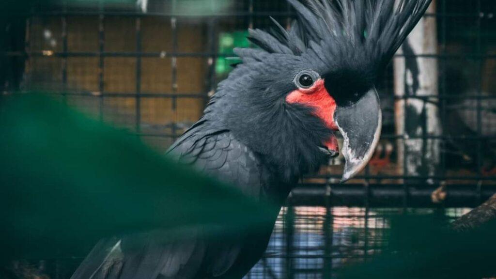Black Palm Cockatoo at the Davao Crocodile Park & Zoo