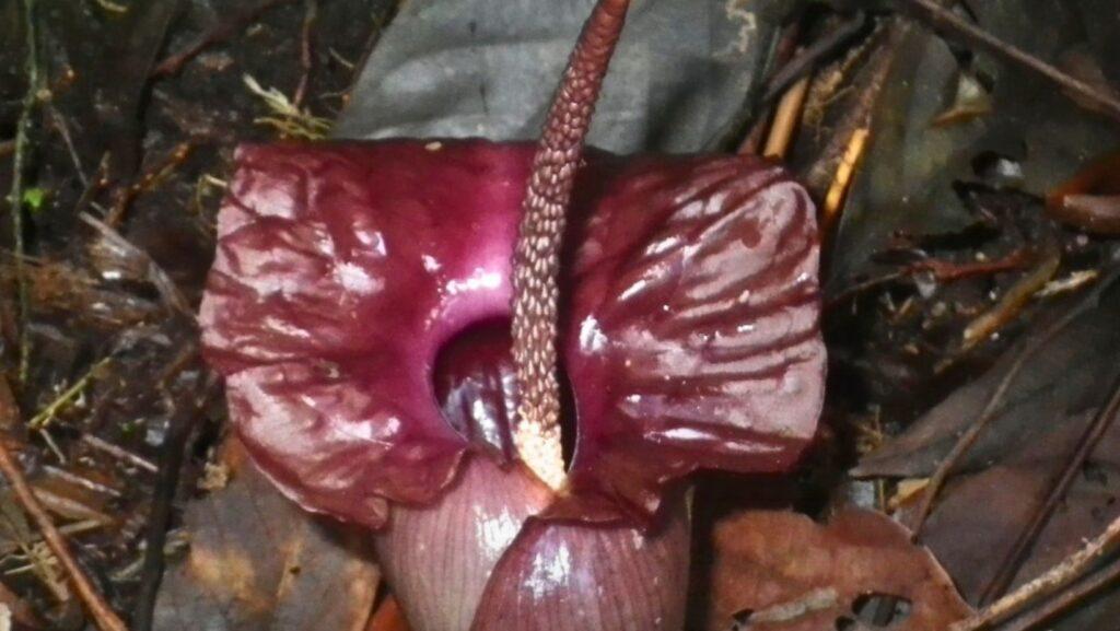 Amorphophallus calladoi, Rene Alfred Anton B. Bustamante, Maverick N. Tamayo, John Paul Collantes, Pieter B. Pelser, John Rey C. Callado