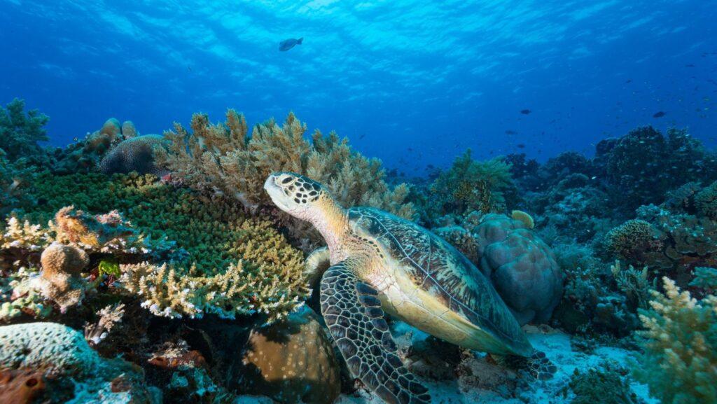 A sea turtle near corals at the Tubbataha Reefs Natural Park.