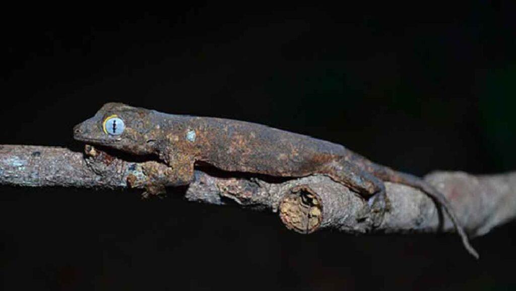 Luperosaurus alvarezi, Camila G. Meneses, Rafe M. Brown