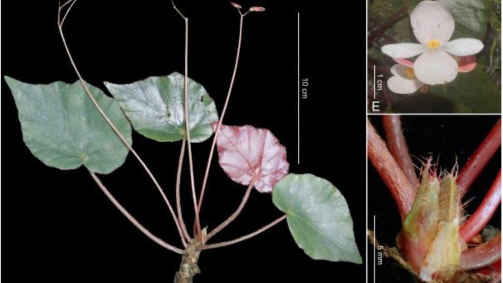 Begonia, Begonia occidentalis, Mark Arcebal K. Naive, Bobby B. Alaman, Grace V. Villanueva, Melbert James G. Baul, Donnafe J. Ancheta