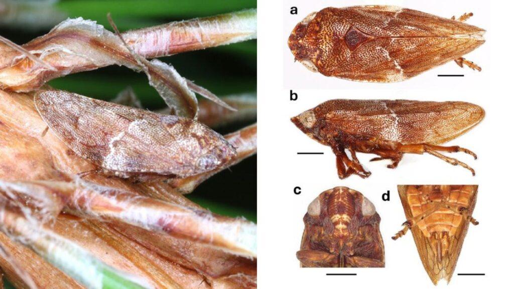 Ariptyelus ikalahani, Vinton Thompson, Elorde S. Crispolon Jr., Sheryl A. Yap