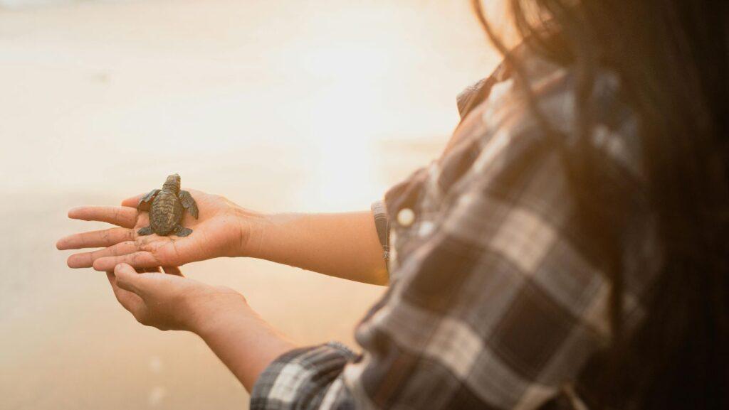 green sea turtle, VSCO girls